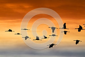 Sandhill Cranes flying at Bosque Del Apache National Wildlife Refuge at sunset photo