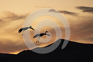 Sandhill cranes flying at Bosque del apache NM