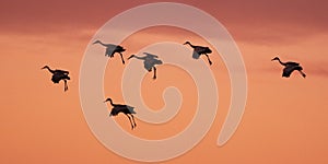 Sandhill cranes flying at Bosque del apache NM photo