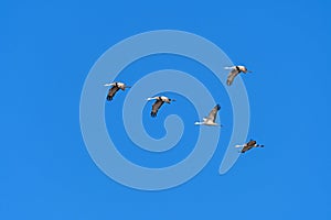 Sandhill Cranes Flying in a Clear Blue Sky