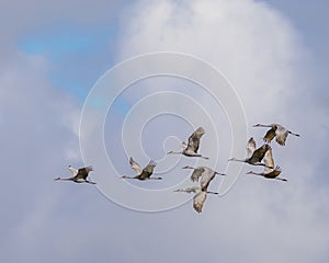 Sandhill Cranes flying through cloudy sky