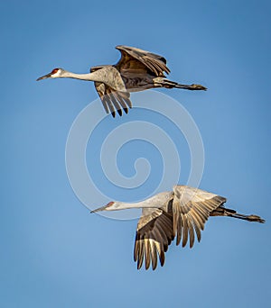 Gru volare formazione contro cielo blu 