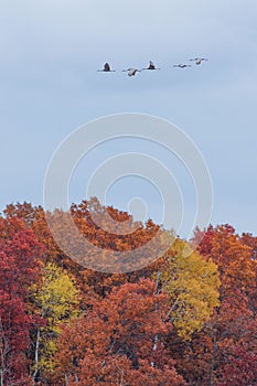 Sandhill cranes flying over fall color leaves if deciduous trees yellow, orange, brown, red in autumn in the Crex Meadows Wildli