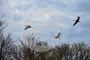 Sandhill Cranes Flying Over Trees