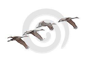 Sandhill Cranes Flying on a White Background