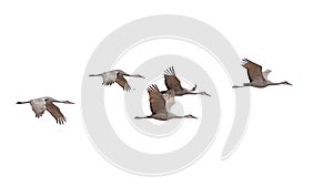 Sandhill Cranes Flying on a White Background photo