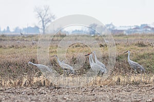 Sandhill Cranes Gather in a Field