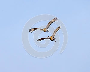 Sandhill Cranes glide through the morning air