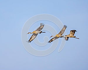 Sandhill Cranes glide through the morning air turning for landing