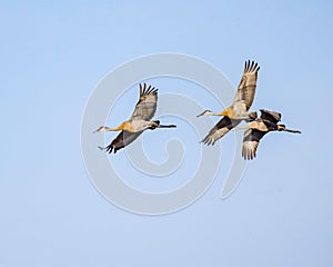 Sandhill Cranes glide through the morning air turning for landing