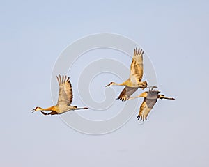 Sandhill Cranes glide through the morning air turning for landing