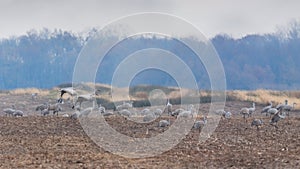 Sandhill Cranes Graze in a Field