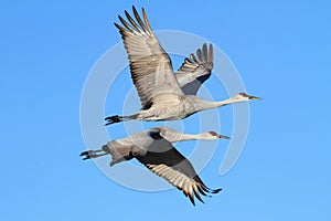 Sandhill Cranes (Grus canadensis)