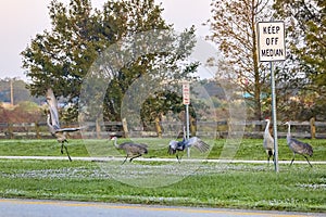 Sandhill Cranes Having Fun In The Median