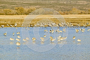 Sandhill cranes on lake at sunrise at the Bosque del Apache National Wildlife Refuge, near San Antonio and Socorro, New Mexico