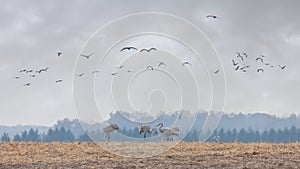 Sandhill Cranes Migrate into a Farm