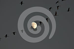 Sandhill Cranes and moon