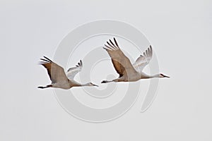 Sandhill Cranes in New Mexico