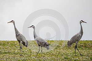 Sandhill Cranes in open field