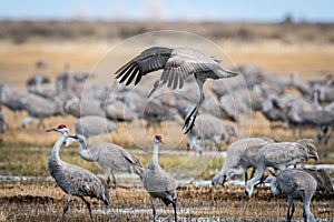 Sandhill Cranes performing a mating dance in a golden meadow.
