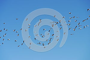 Sandhill Cranes - Platte River - Nebraska