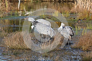 Sandhill Cranes Preening Feathers