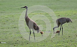 Sandhill cranes in search for food