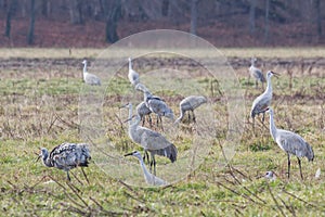 Sandhill Cranes Search for Food photo