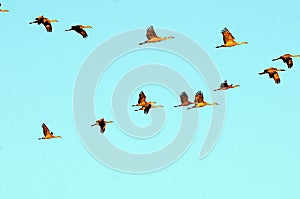 Sandhill Cranes in Sky