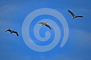 Sandhill Cranes in the SKY - San Luis NWR, Los Banos