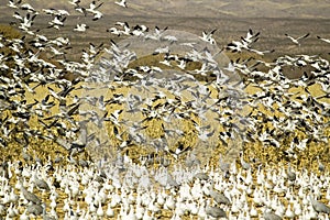 Sandhill cranes and snow geese fly over corn field at the Bosque del Apache National Wildlife Refuge, near San Antonio and Socorro photo
