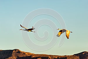 Sandhill cranes soaring over Bosque del Apache