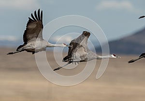 Sandhill cranes soaring with wings spread over marshland with snow capped mountains in Colorado.