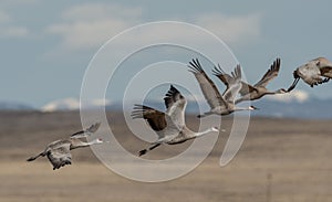 Sandhill cranes soaring with wings spread over marshland with snow capped mountains in Colorado.