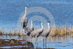 Migrating Greater Sandhill Cranes in Monte Vista, Colorado photo