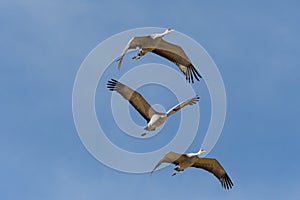 Migrating Greater Sandhill Cranes in Monte Vista, Colorado photo