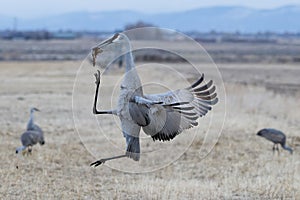 Migrating Greater Sandhill Cranes in Monte Vista, Colorado photo