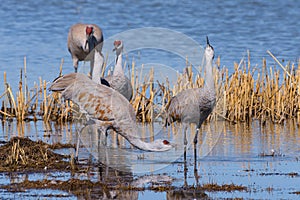 Migrating Greater Sandhill Cranes in Monte Vista, Colorado photo