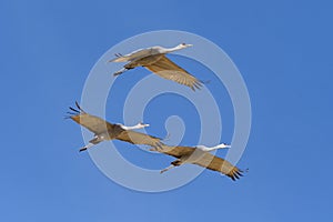 Migrating Greater Sandhill Cranes in Monte Vista, Colorado photo