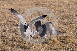 Migrating Greater Sandhill Cranes in Monte Vista, Colorado photo