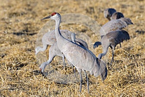 Migrating Greater Sandhill Cranes in Monte Vista, Colorado photo