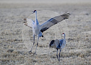 Migrating Greater Sandhill Cranes in Monte Vista, Colorado photo