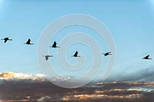 Sandhill cranes at sunrise over Bosque del Apache