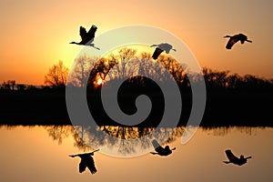 Sandhill Cranes at Sunset