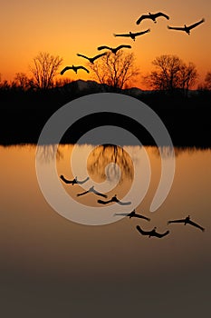 Sandhill Cranes at Sunset