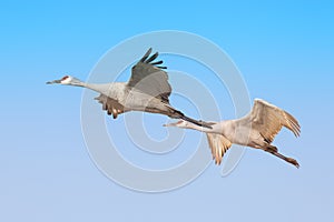 Sandhill cranes in synchronized flight
