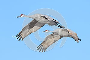 Sandhill cranes in synchronized flight