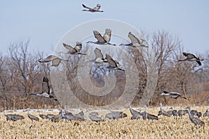 Sandhill Cranes taking off from a Farm Field