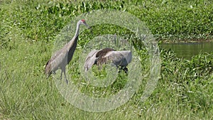 sandhill Cranes trying to scare away alligator in grass
