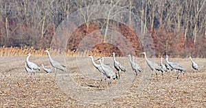 Sandhill Cranes Walk Across a Cornfield